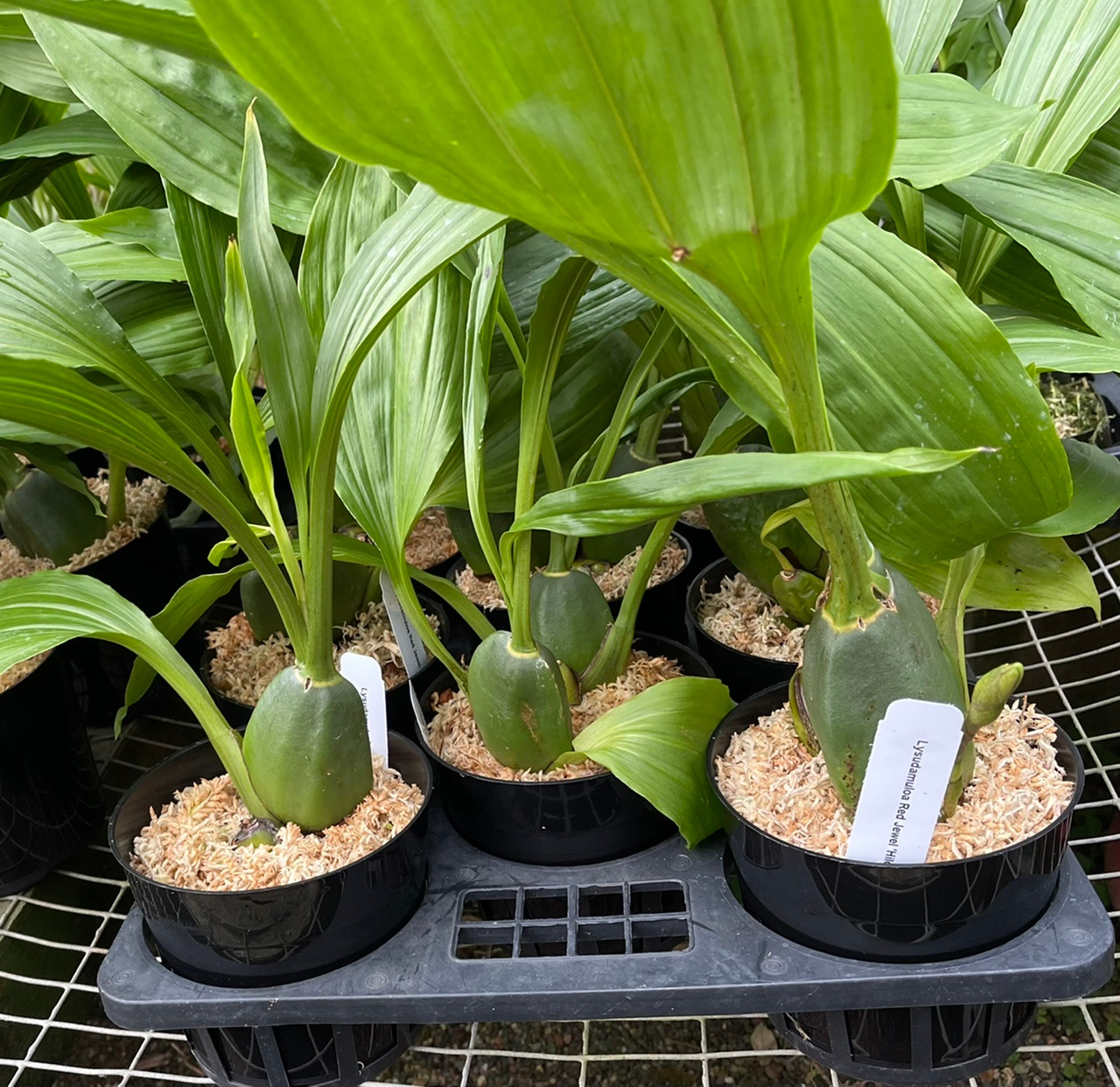 Lysudamuloa Red Jewel 'Hilo Girl' (Lycamerlycaste Geyser Gold x