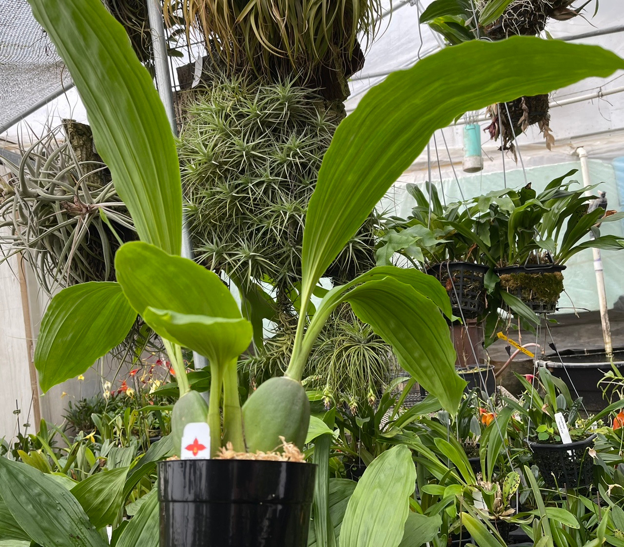 Lysudamuloa Red Jewel 'Hilo Girl' (Lycamerlycaste Geyser Gold x