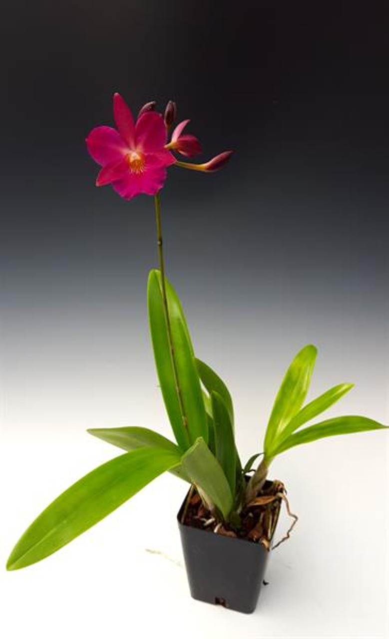 最新入荷 プルメリアRed Jamaica 植物/観葉植物 - www.wakuda.co.uk