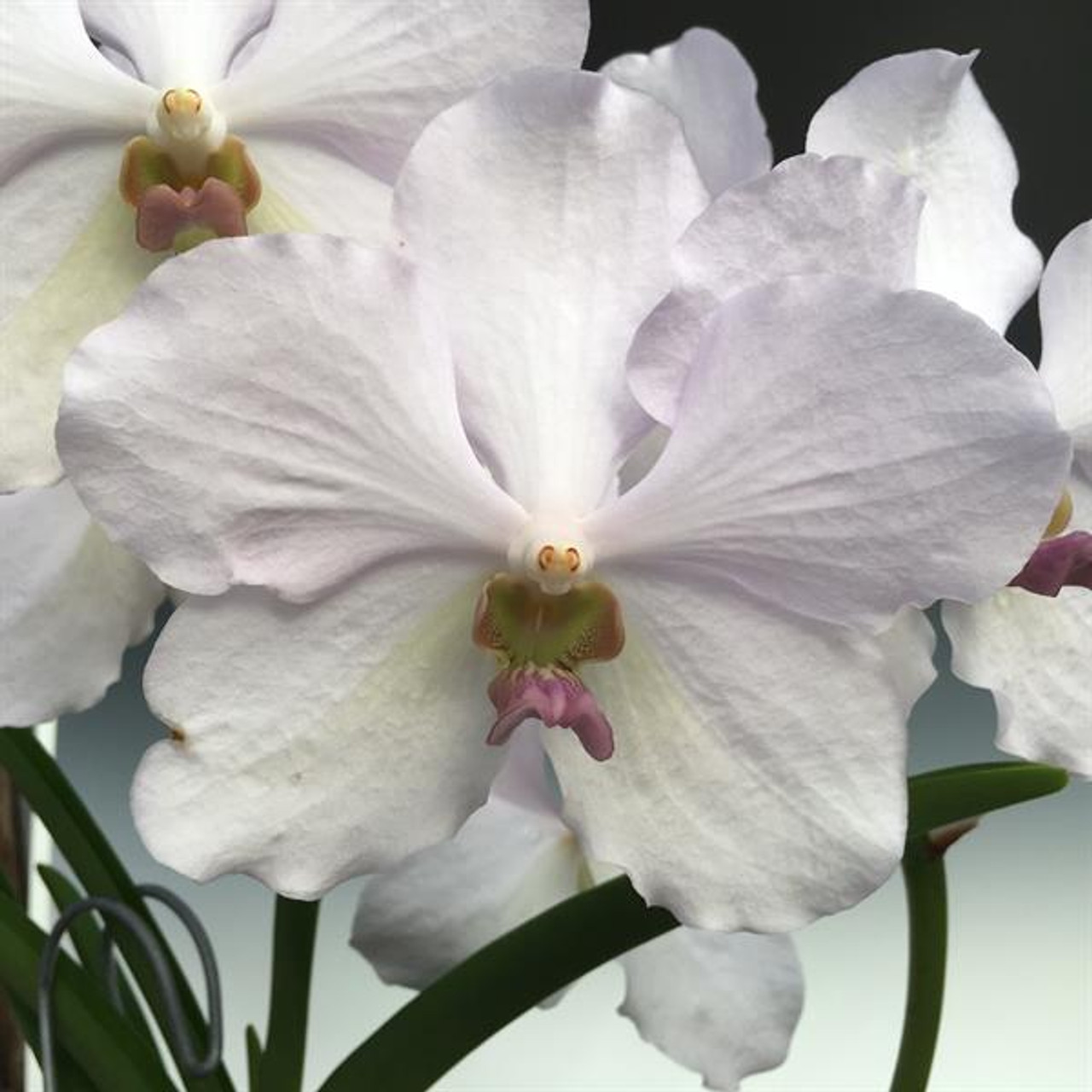 Papilionanda Esther Araneta Pda Mevr L Velthuis X V Darres Golden Heritage Orchidweb