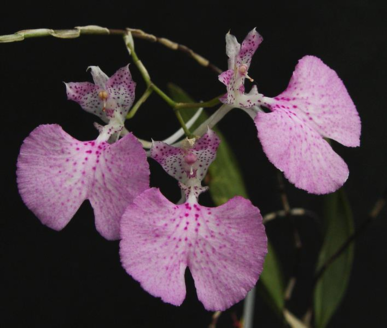 Comparettia macroplectron - OrchidWeb