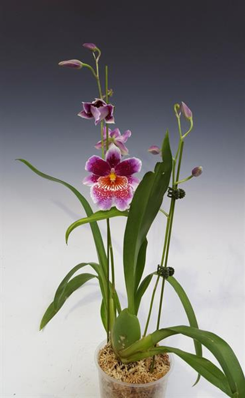 Odtna Memoria Martin Orenstein 'Lulu' HCC/AOS Orchid Plant 3 Inch Pot
