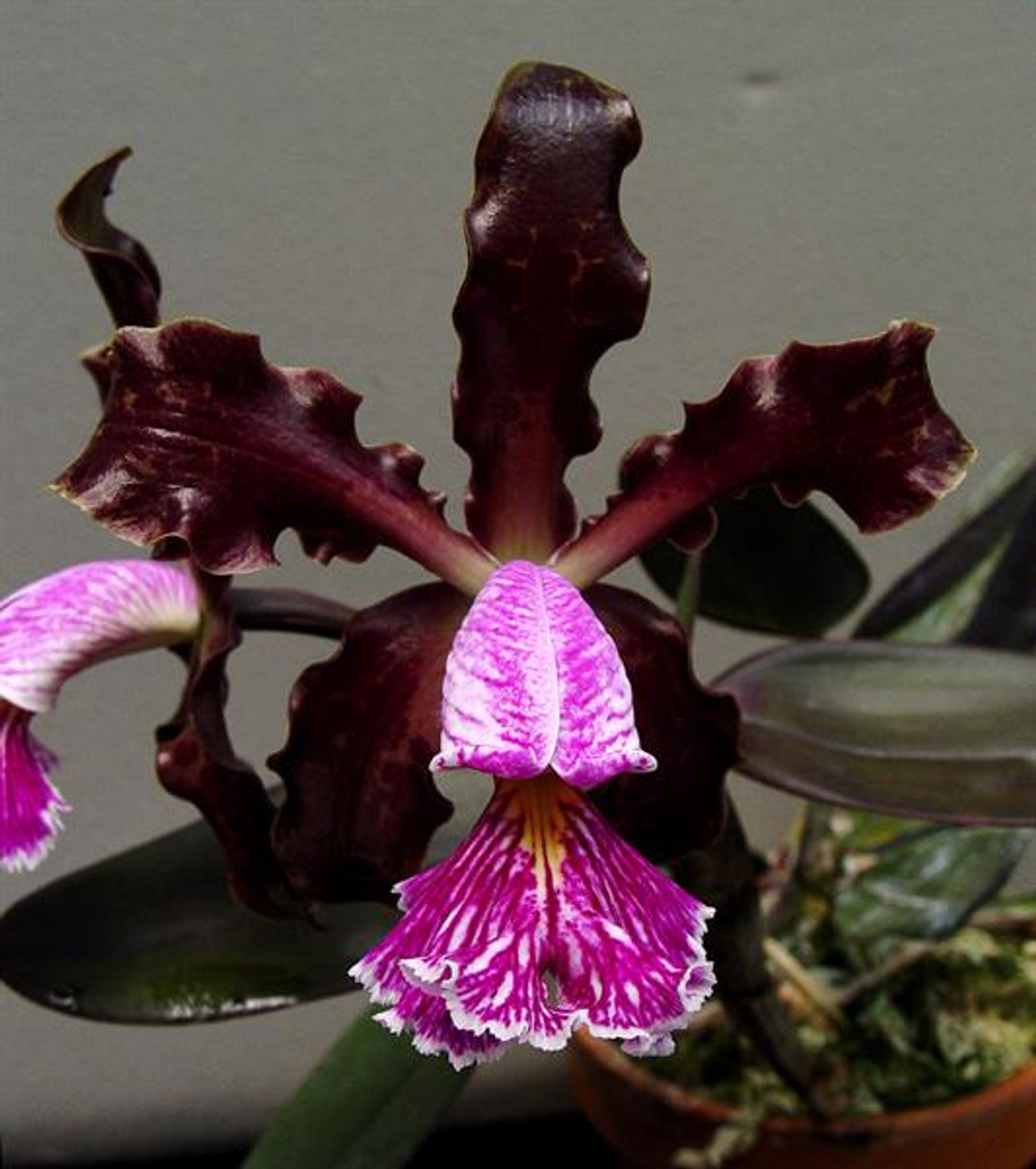 Cattleya schilleriana (3N) x (4N) x var. sanderiana