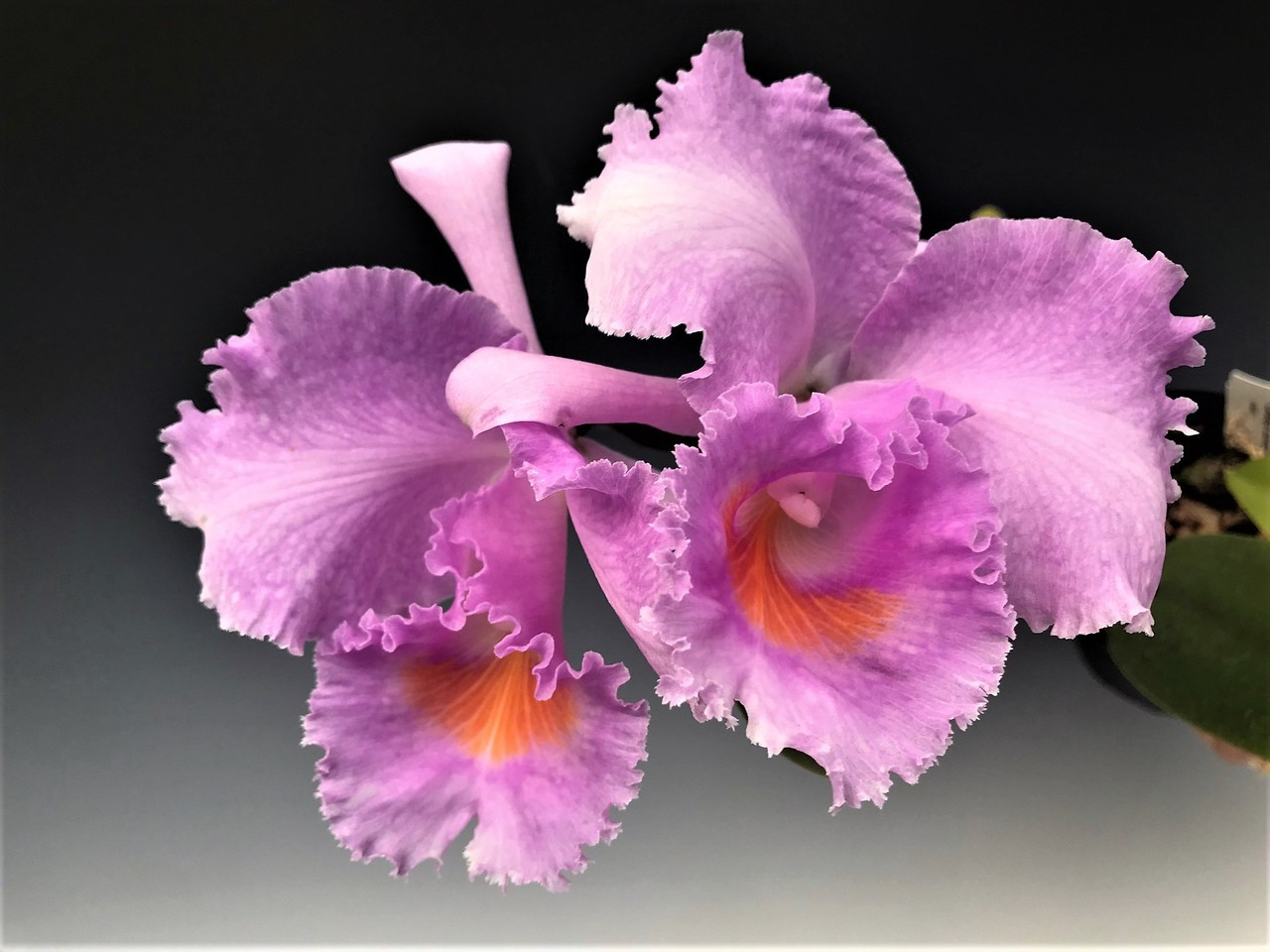 Cattleya schroederae ( (4N) x 'Dark Rose' (4N) )