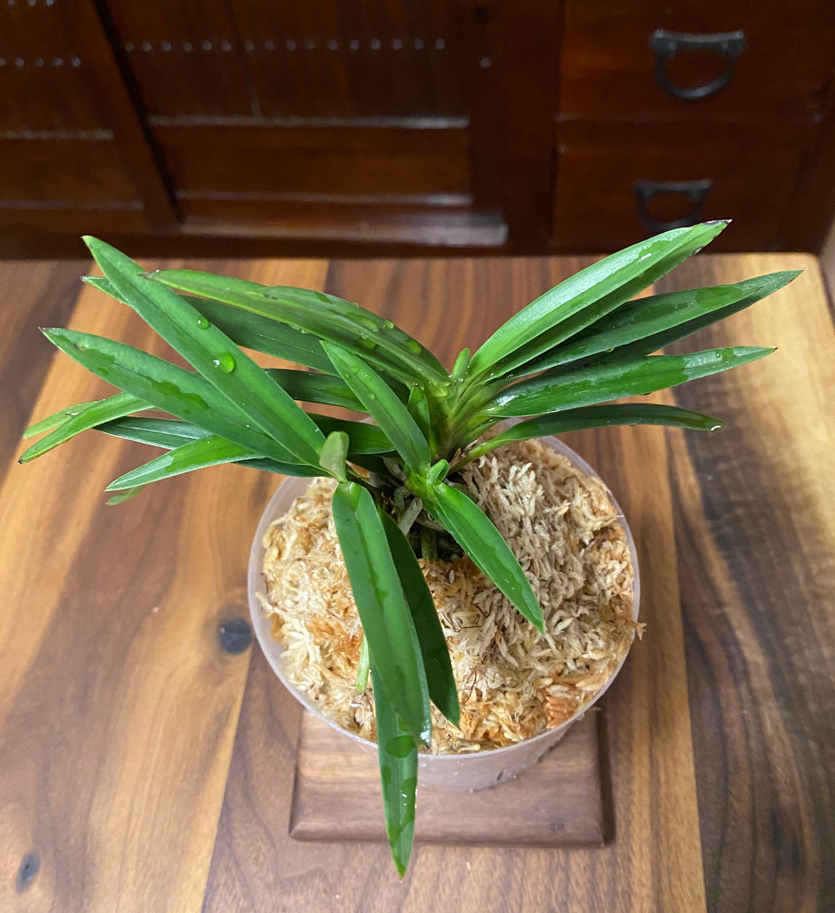Neofinetia Falcata Hybrid Kibana Fuuran X Yubae 黄花風蘭 X 夕映 Orchidweb Neofinetia Falcata Hybrid Kibana Fuuran X Yubae 黄花風蘭 X 夕映 Orchidweb