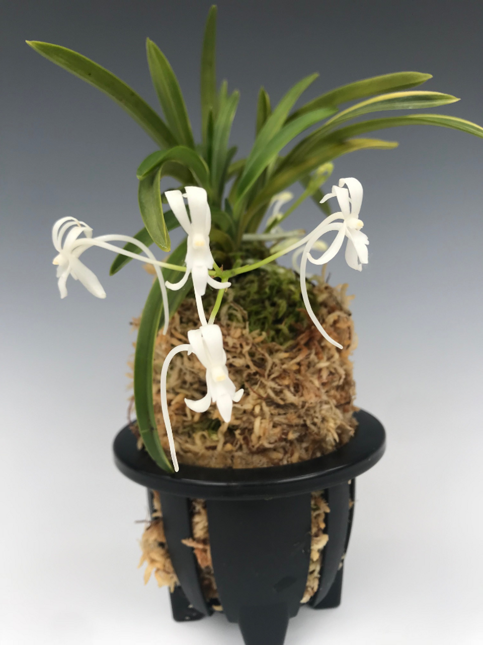 Neofinetia Falcata Seiounishiki 青王錦 Orchidweb