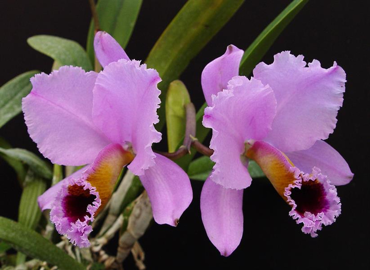 Каттлея. Каттлея персивалиана. Cattleya percivaliana 'Thiago'. Орхидея Каттлея. Орхидея Cattleya percivaliana.