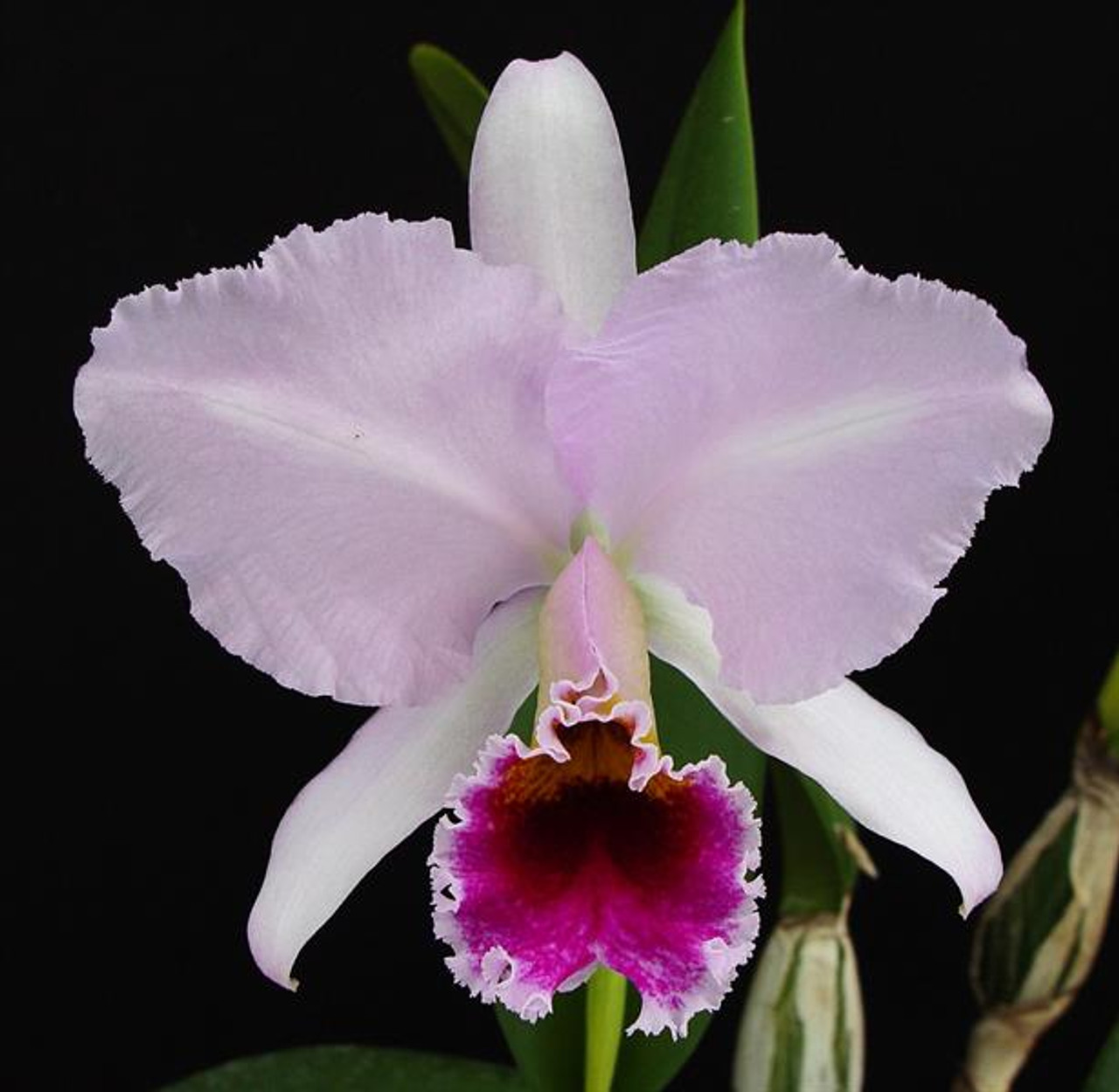 Cattleya percivaliana 'Winter Breeze'