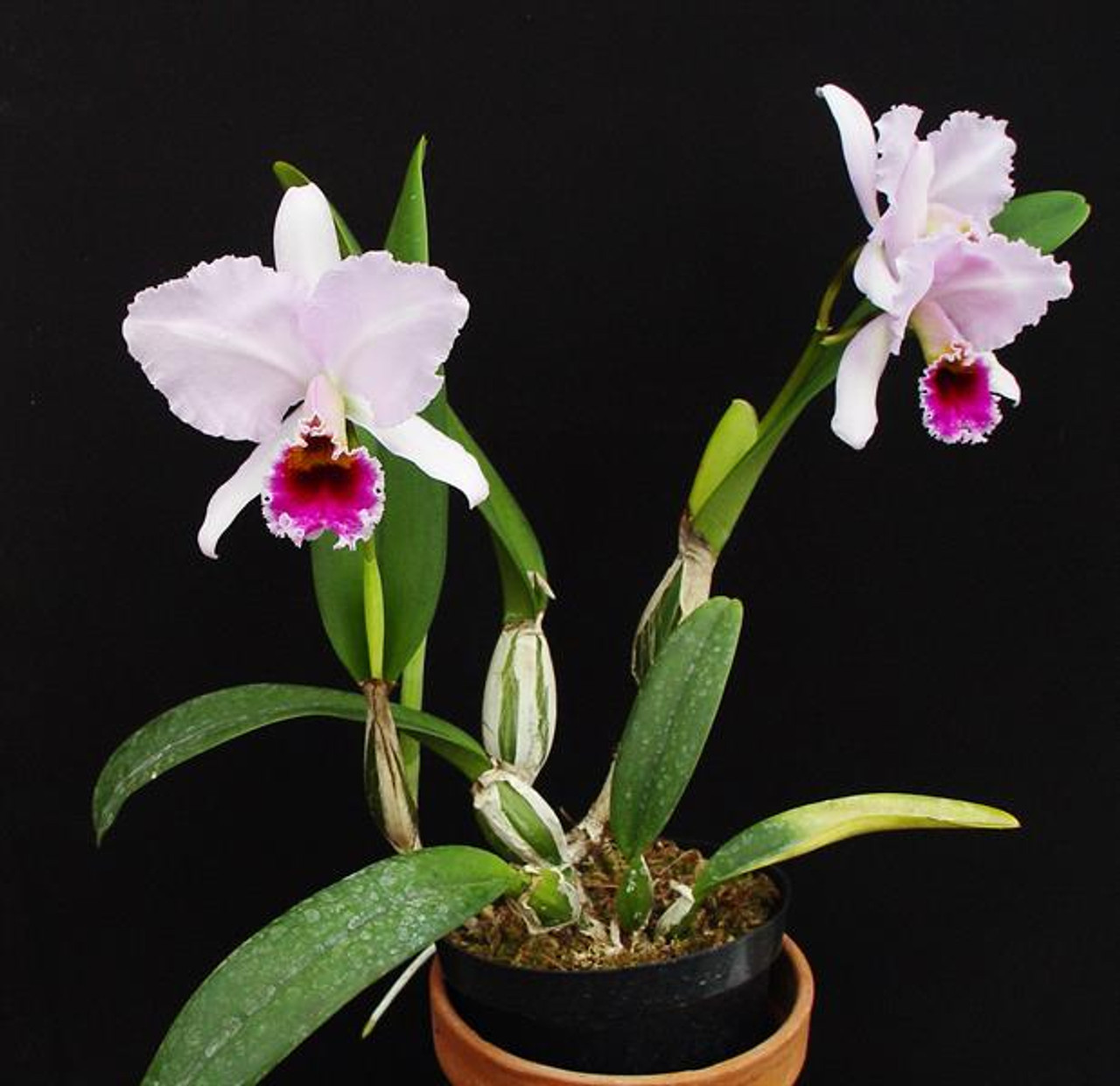 Cattleya percivaliana 'Winter Breeze' (Summit' FCC/AOS x 'Jungle Best')