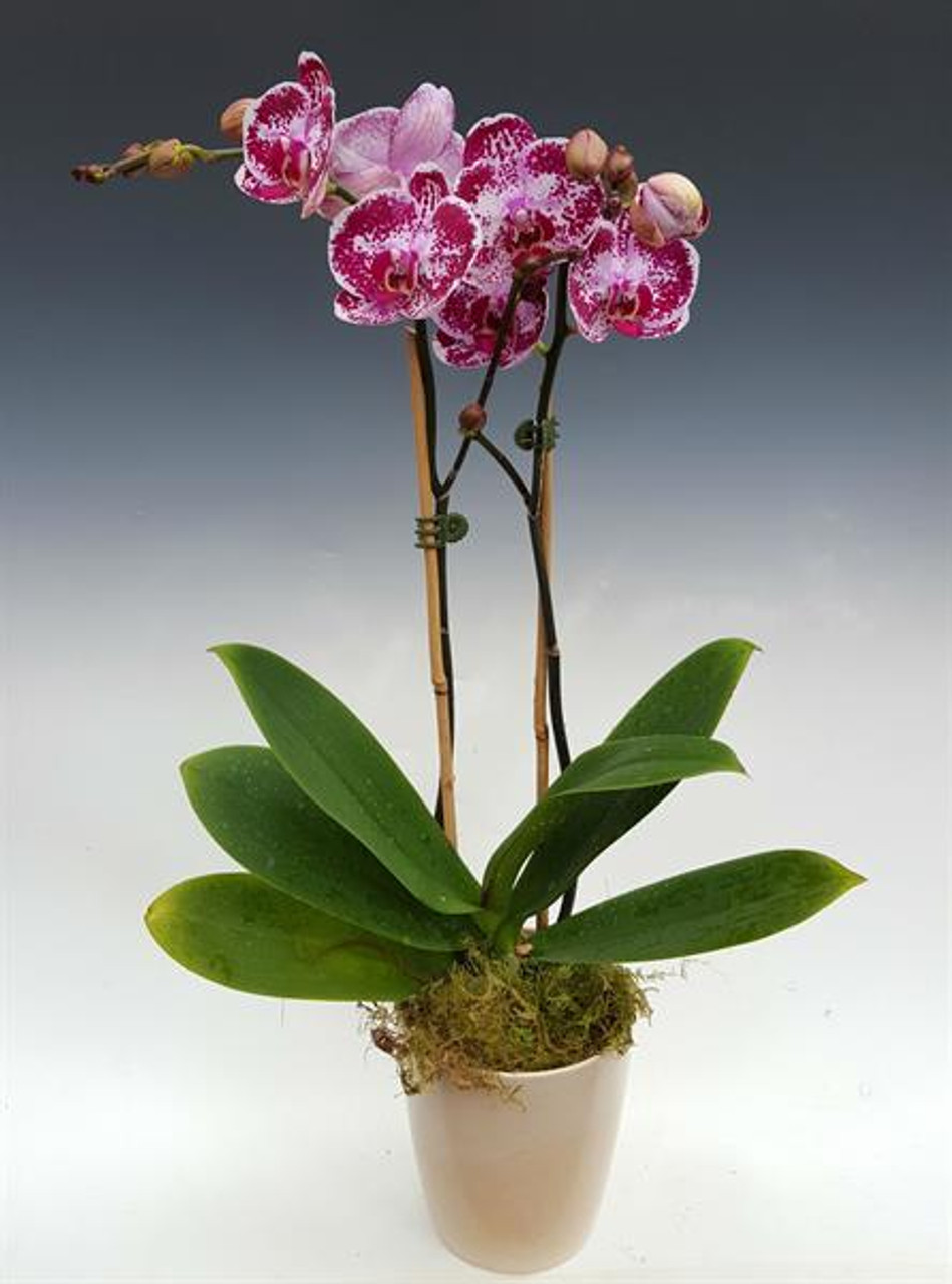 Phal Chain Xen Diamond Orchidweb
