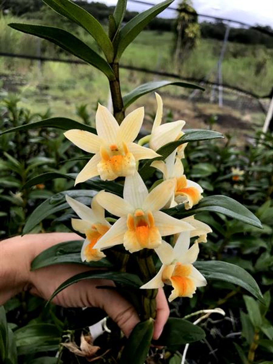 Kết quả hình ảnh cho Dendrobium Frosty Dawn