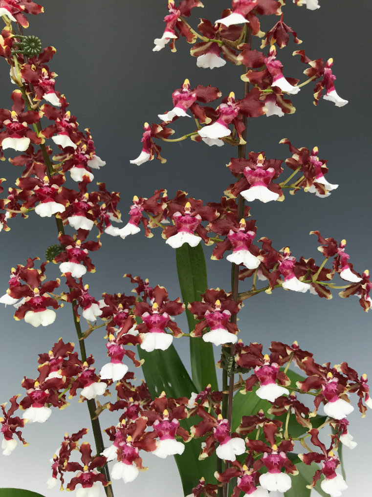 Oncidium Aka Baby 'Raspberry Chocolate' Orchid