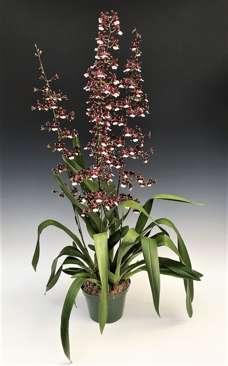 Oncidium Aka Baby 'Raspberry Chocolate' Orchid