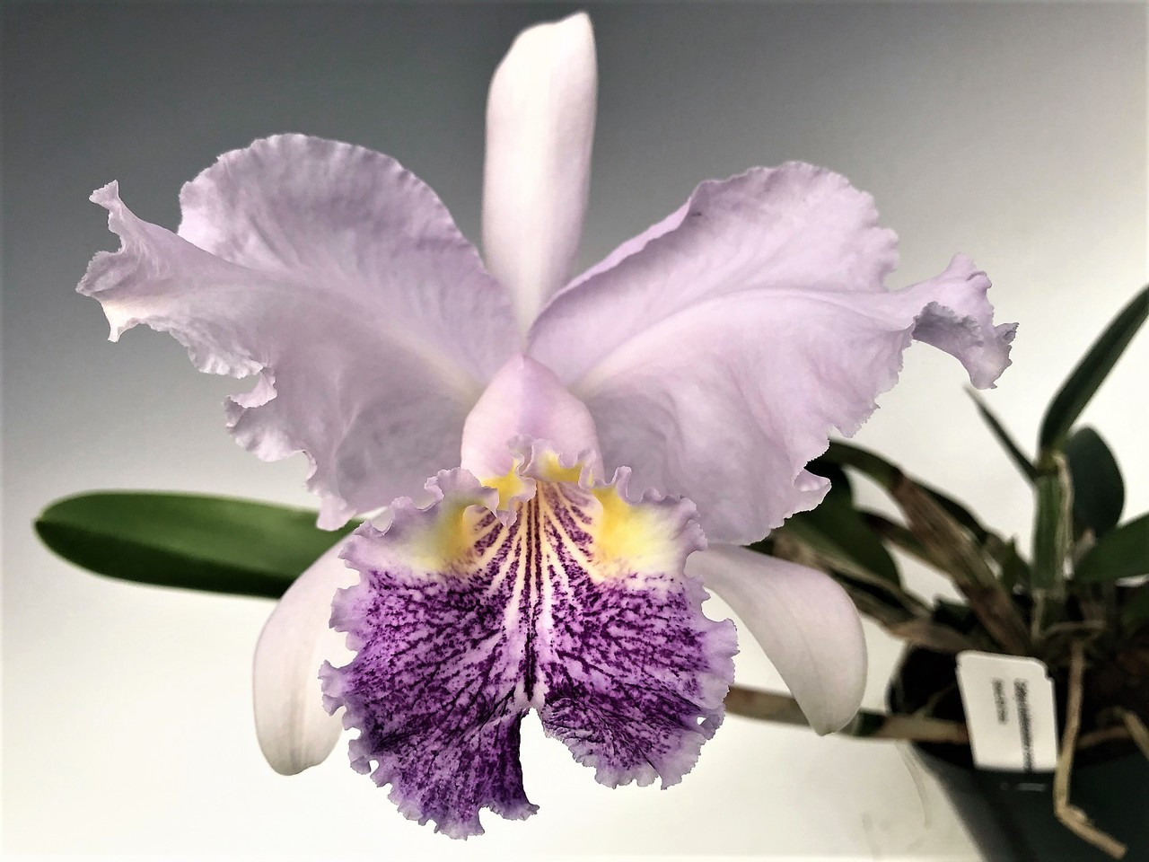 Cattleya lueddemanniana coerulea (Select sib cross ...