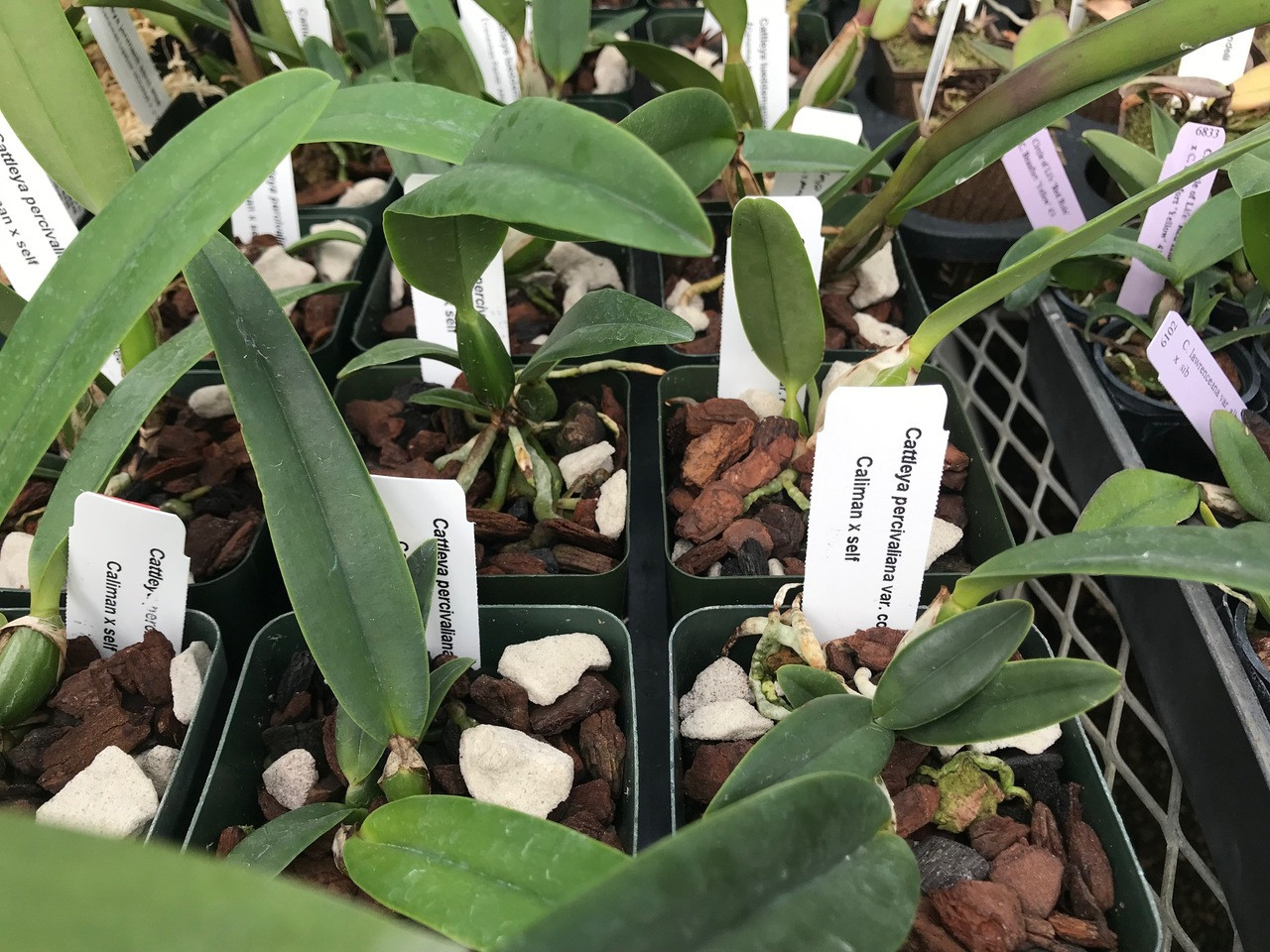 Cattleya percivaliana coerulea x sib