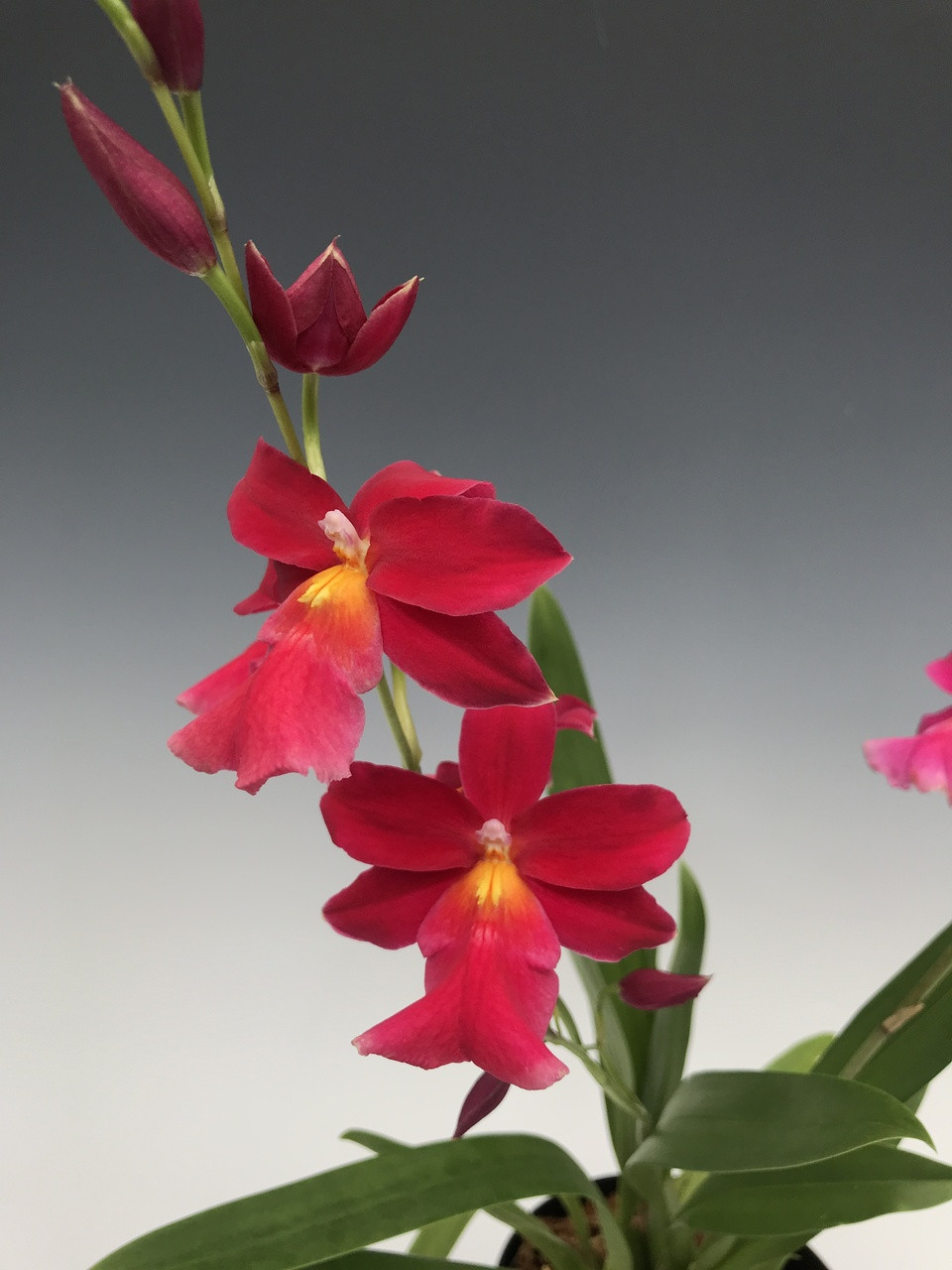 Burrageara Francine 'Roseglow' - OrchidWeb