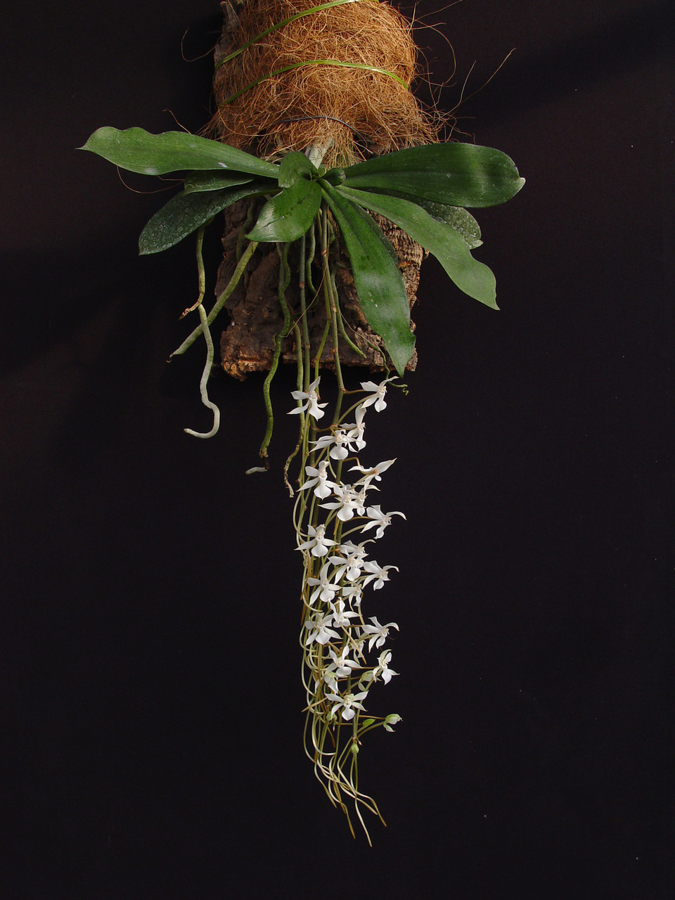Aerangis mystacidii x kotschyana - OrchidWeb