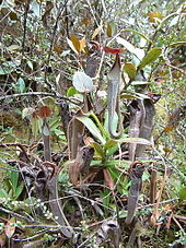 Nepenthes lingulata - OrchidWeb