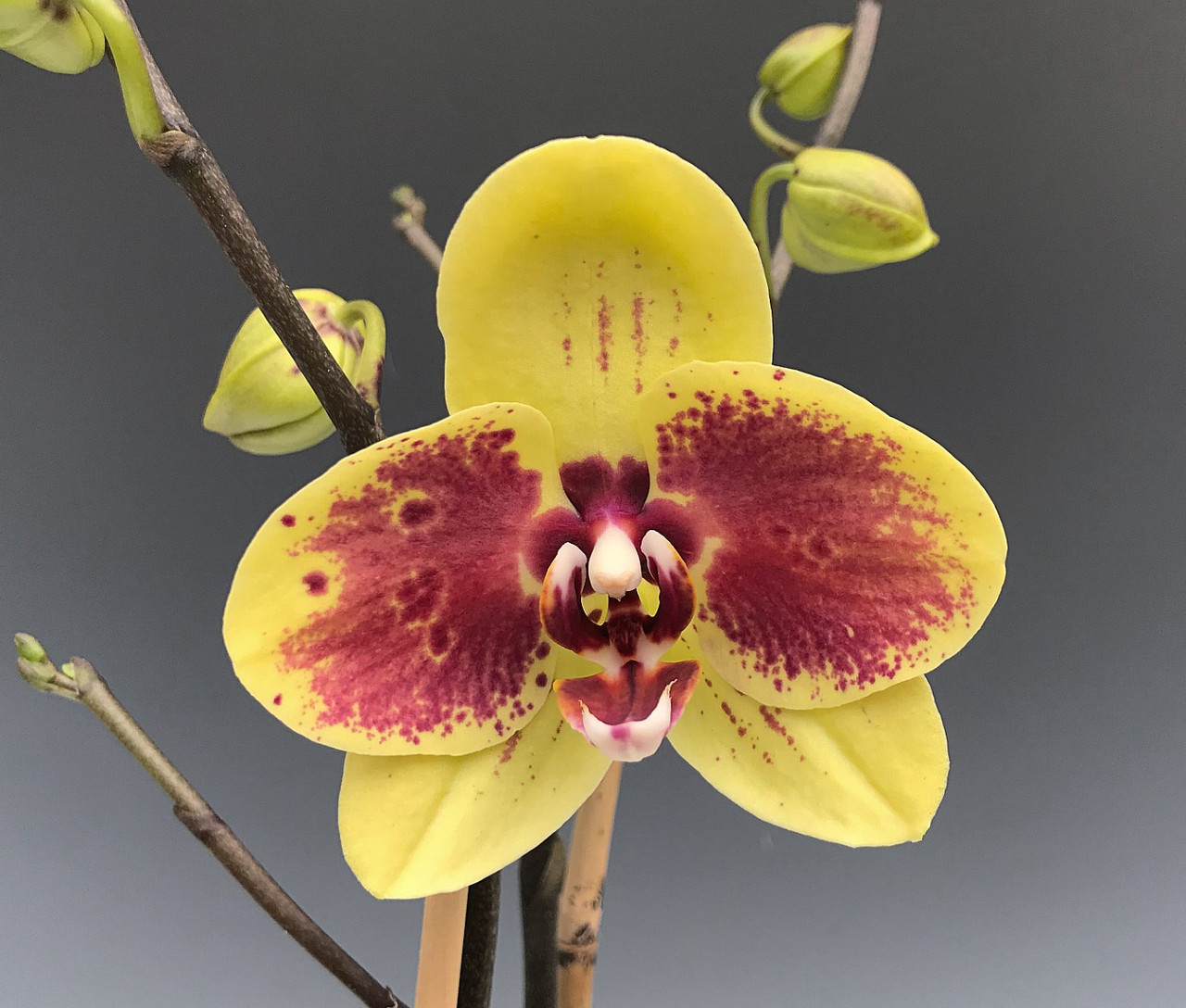 Phal Yellow Jade Orchidweb