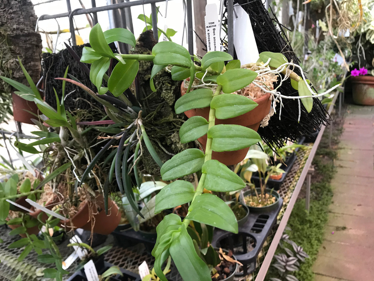 Dendrobium Anosmum Superbum Honohono Orchid 4n X A Touch Of Class Orchidweb