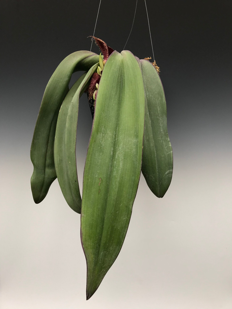 Bulbophyllum phalaenopsis OrchidWeb