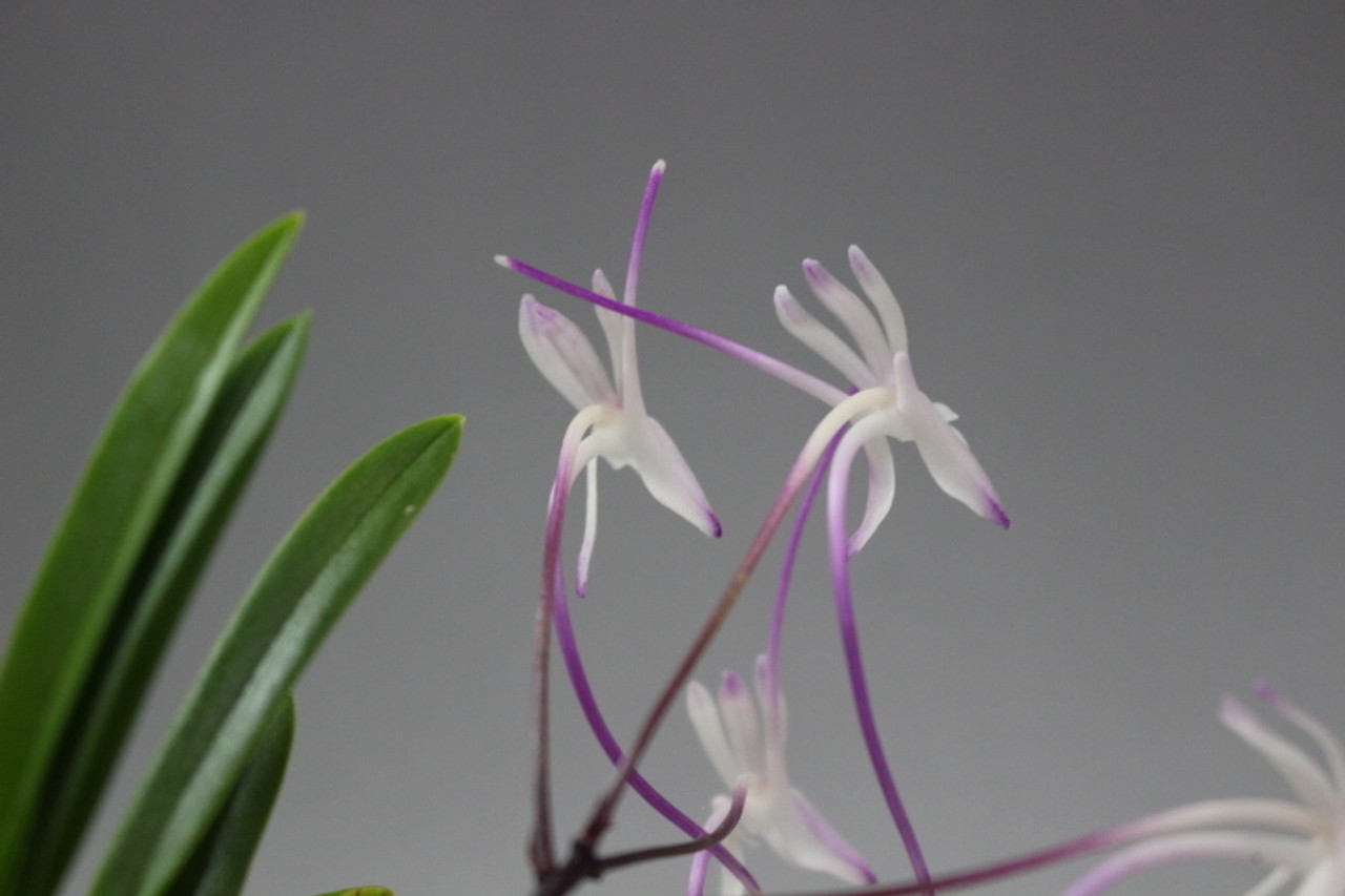 Neofinetia Falcata Hanakanzashi 花簪 Orchidweb