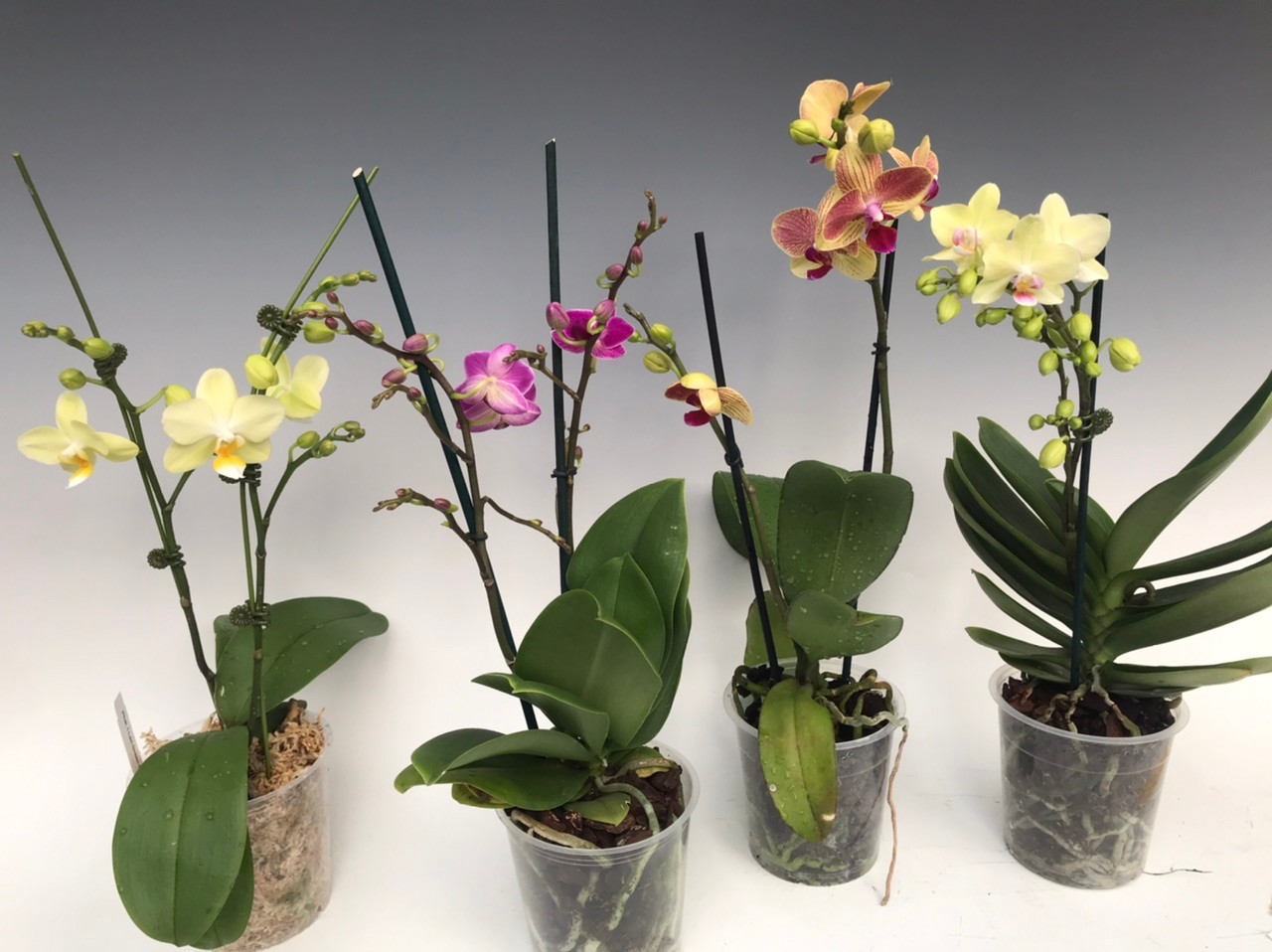 Phalaenopsis Hybrid Multifloral Type (Our Choice) - OrchidWeb