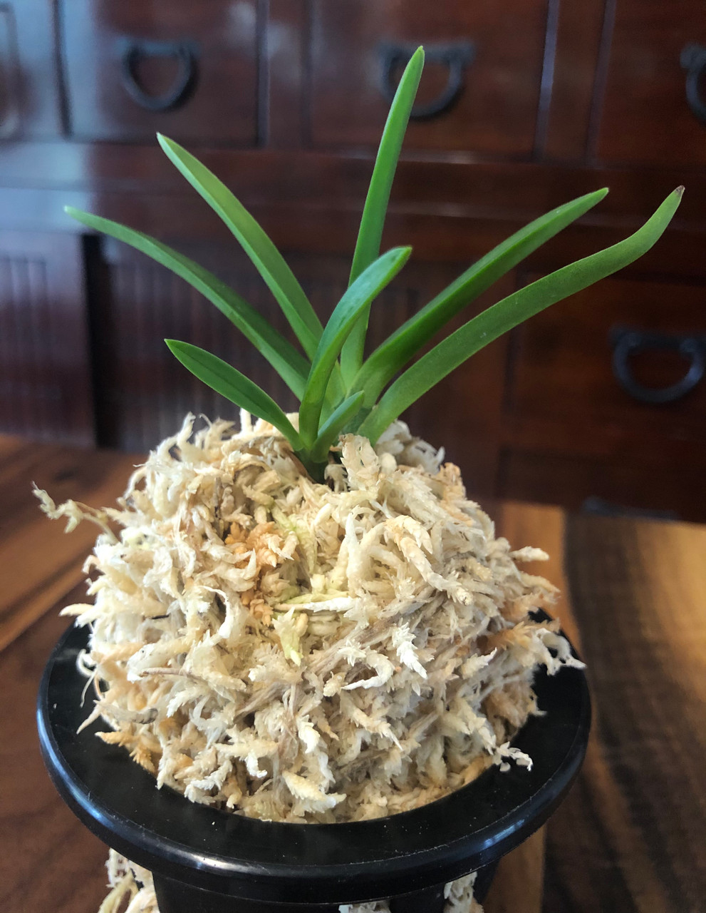 Neofinetia Falcata Hybrid Kibana Fuuran X Yubae 黄花風蘭 X 夕映 Individual Listing E101 Orchidweb Neofinetia Falcata Hybrid Kibana Fuuran X Yubae 黄花風蘭 X 夕映 Individual Listing E101 Orchidweb