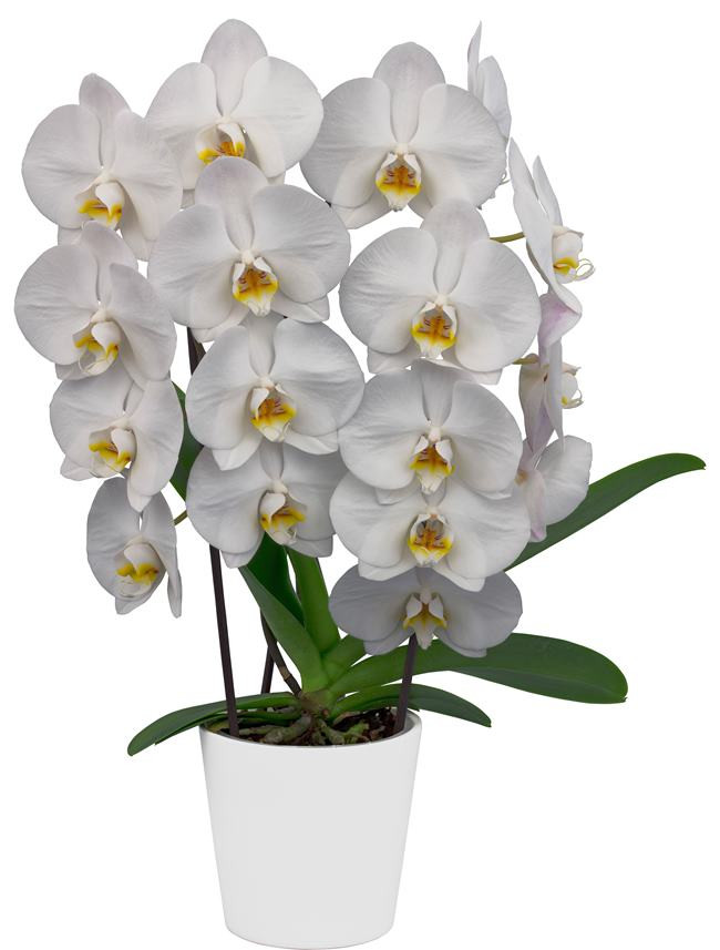 Phalaenopsis Silver Light Orchidweb