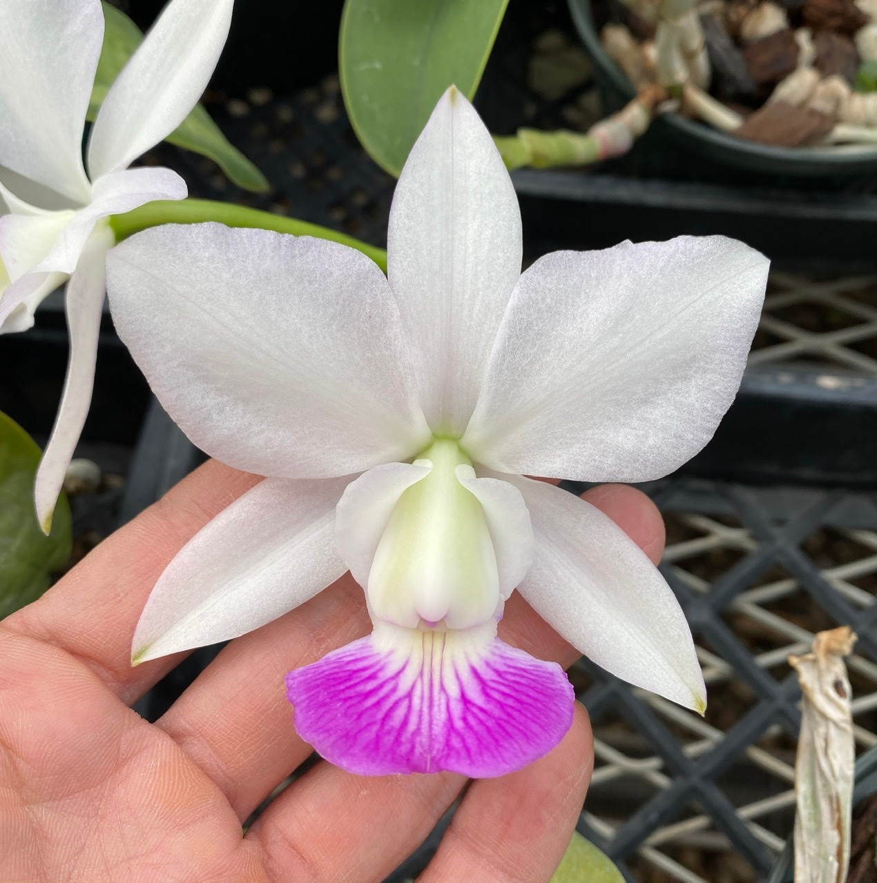 Cattleya walkeriana semi-alba 'Clone O' - Individual Listing J59