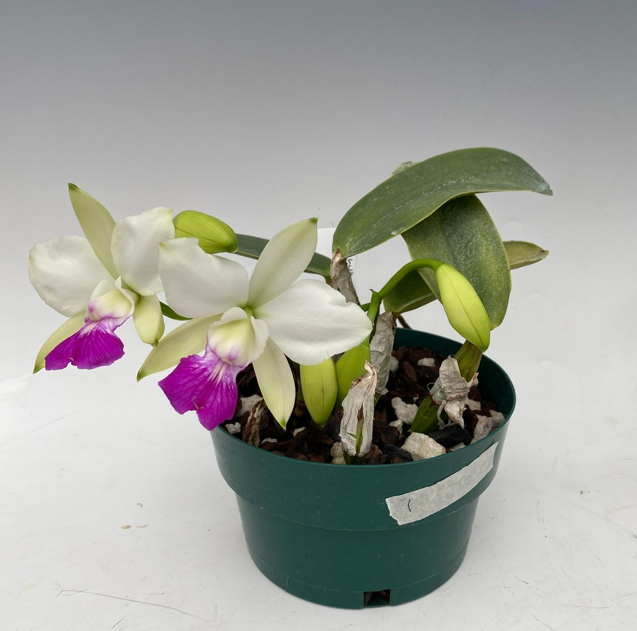 Cattleya walkeriana semi-alba - individual listing J61