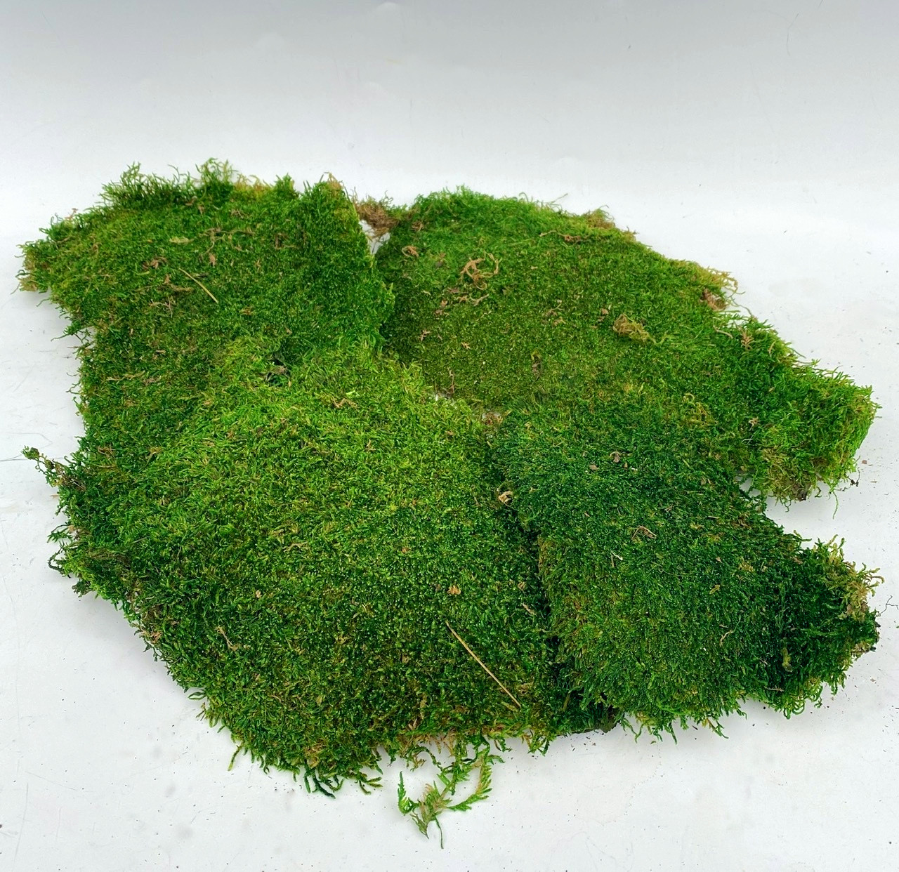 Preserved Sheet Moss (Hypnum curvifolium)