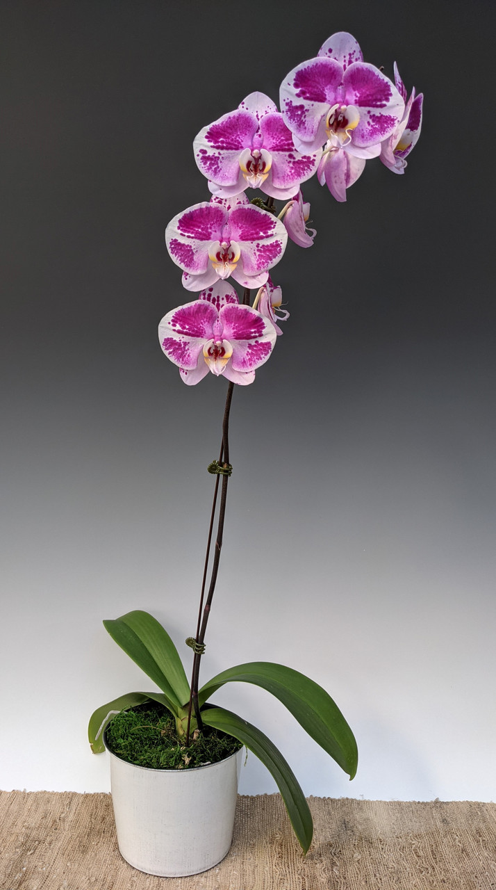 White Decorative Pot Round 7" Orchid