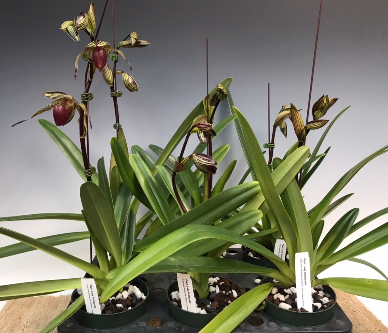 洋蘭 パフィオ TA10393 VS11-30 Paph. Sunlight Rothschild (Lady