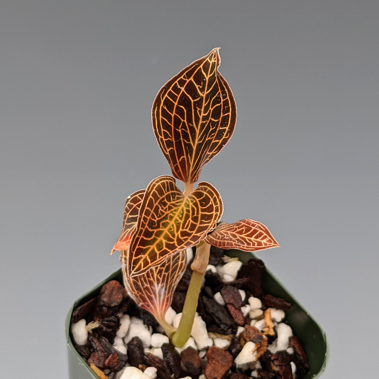 Anoectochilus reinwardtii (Jewel Orchid)