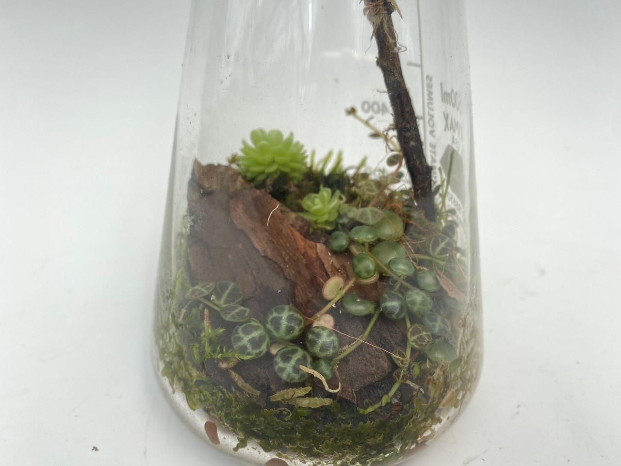 Erlenmeyer flask terrarium (local only) Orchid