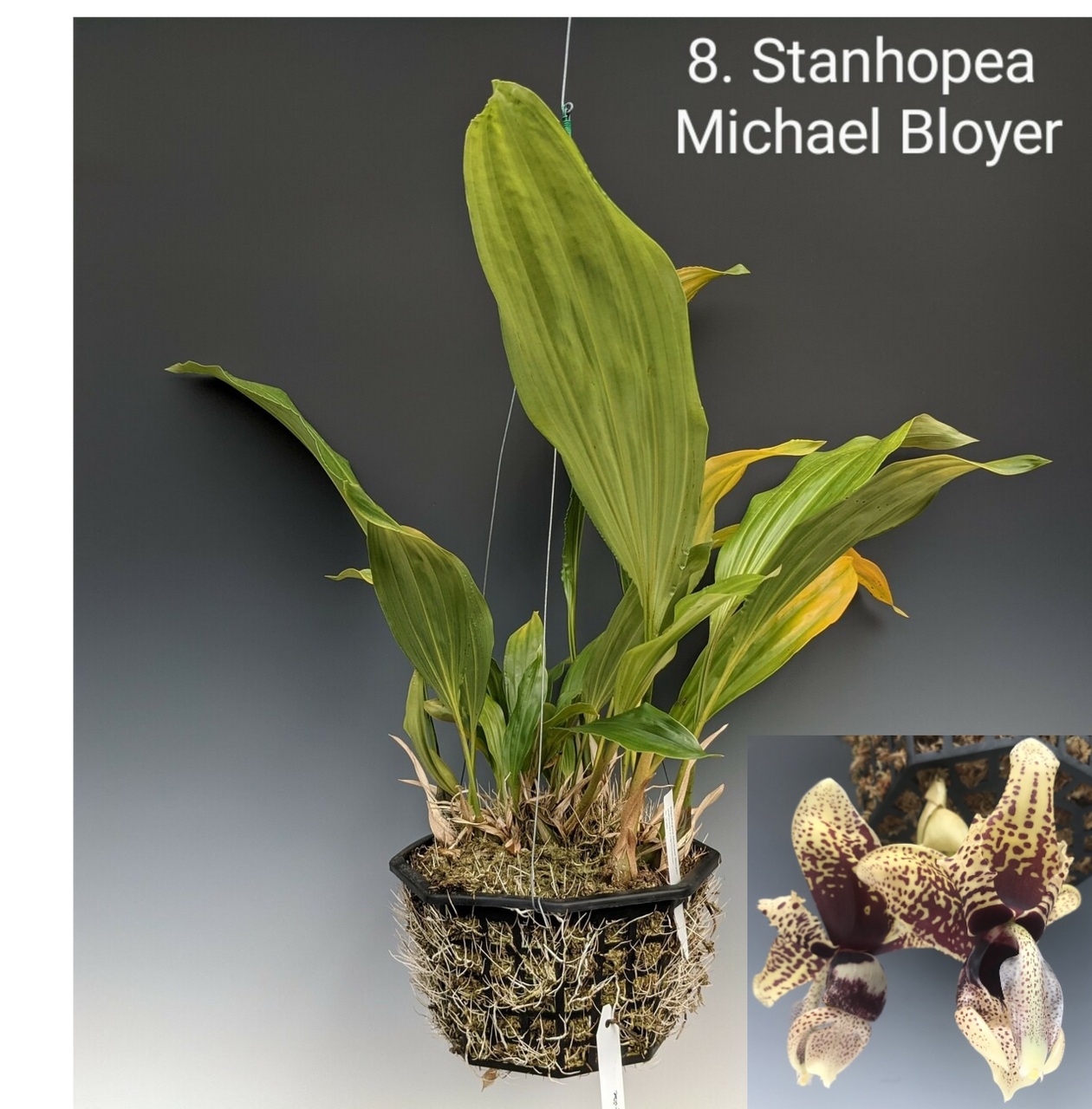 Stanhopea Group Listing 2 Orchid