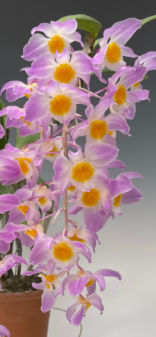 Dendrobium amabile