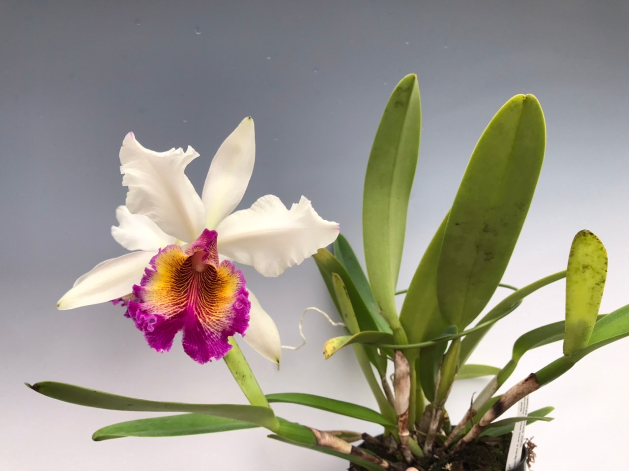 Cattleya Prince John 'semialba' (dowiana 'Sunset Glow' x hardyana semi