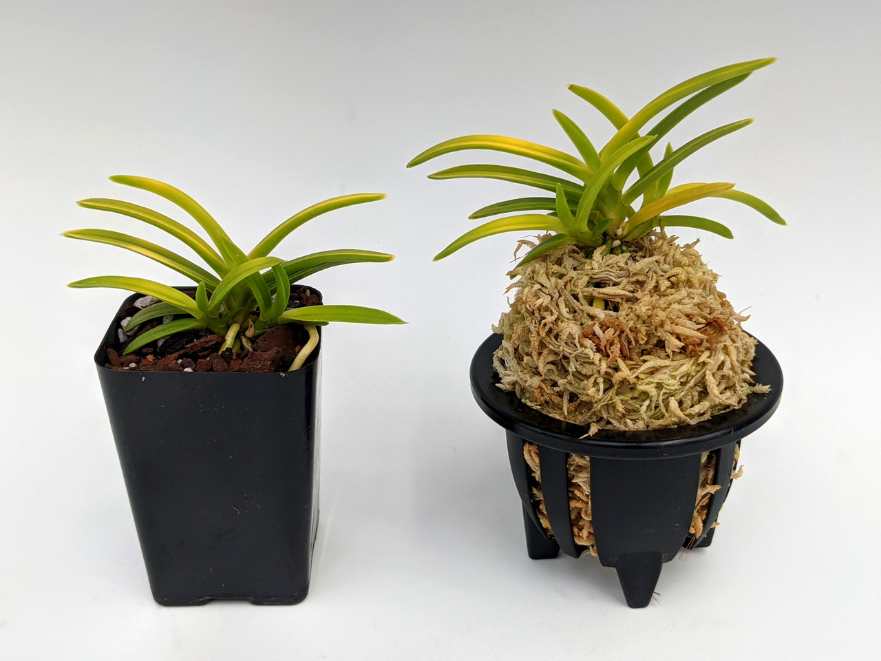 Moss-mound Upgrade (for Neofinetia falcata) - OrchidWeb