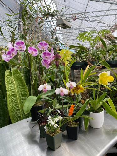 Orchid Culture 101 Learn All About Growing Orchids Orchidweb