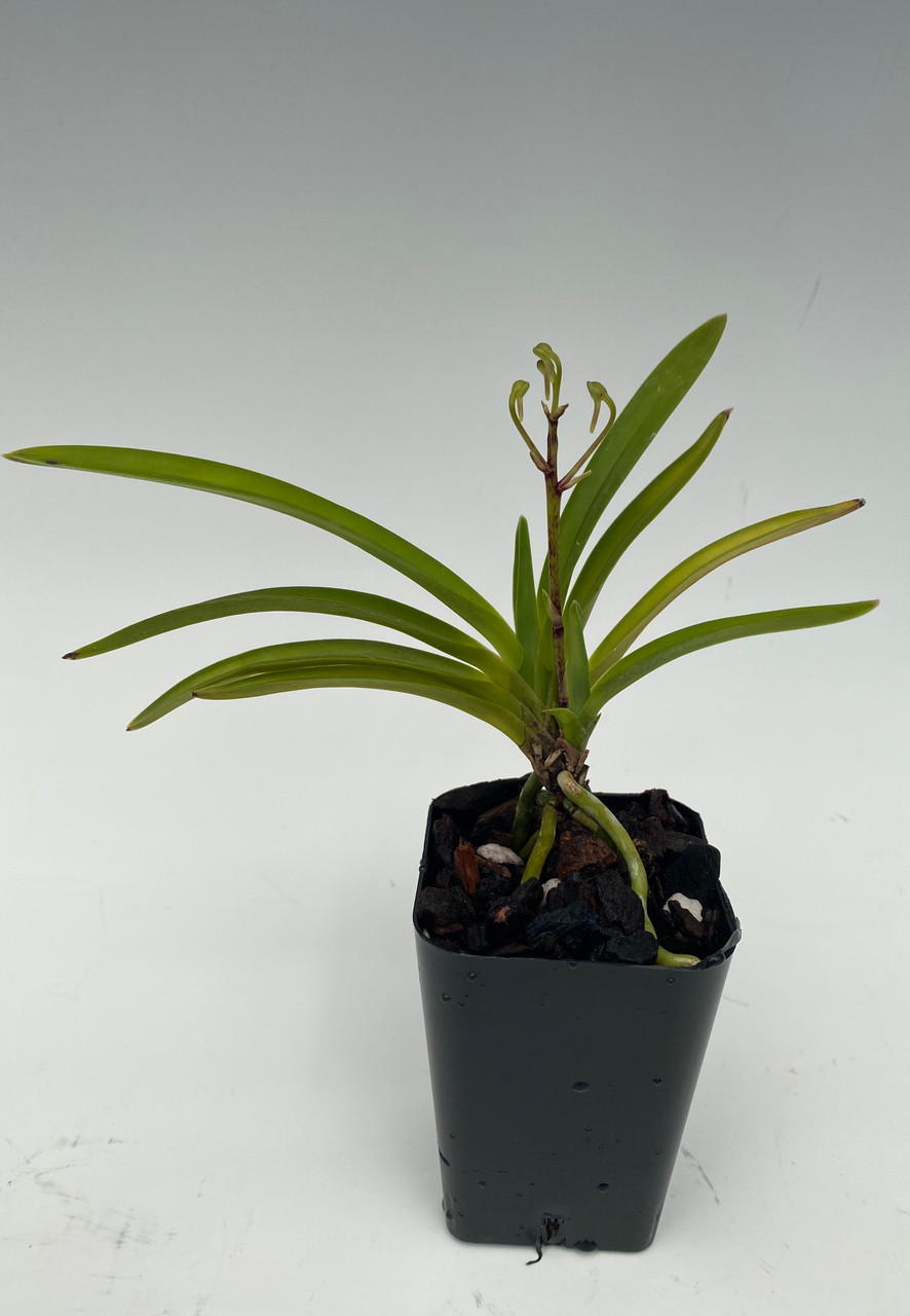 Neofinetia Falcata Amami Nakafu 奄美中斑 Orchidweb