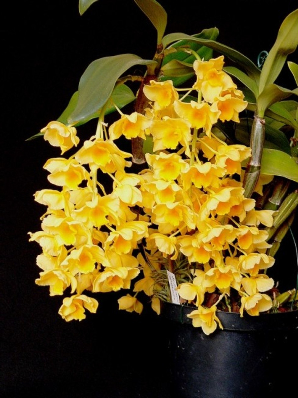 orchid dendrobium species