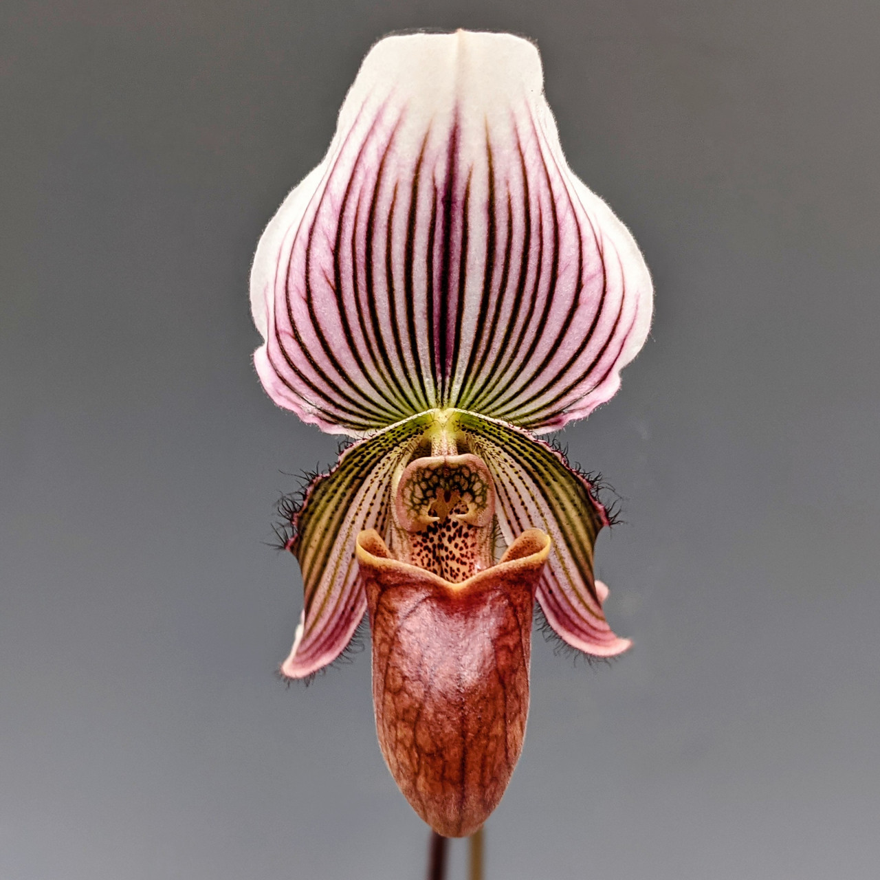 Paph. Vexillarium (barbatum x fairrieanum) - OrchidWeb