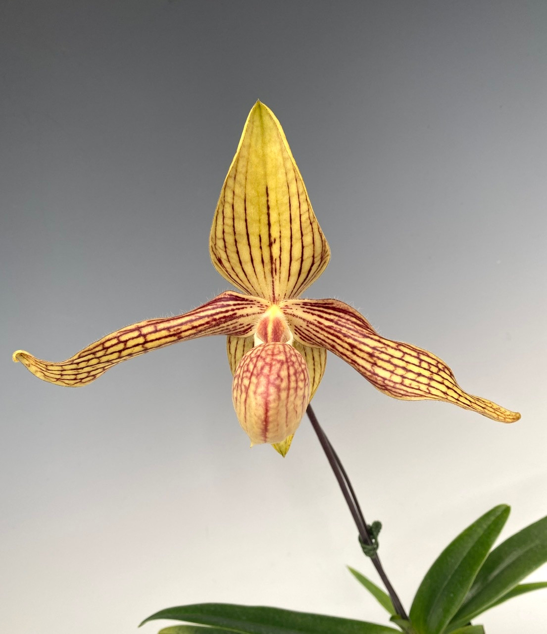 Paph. Mike Mims