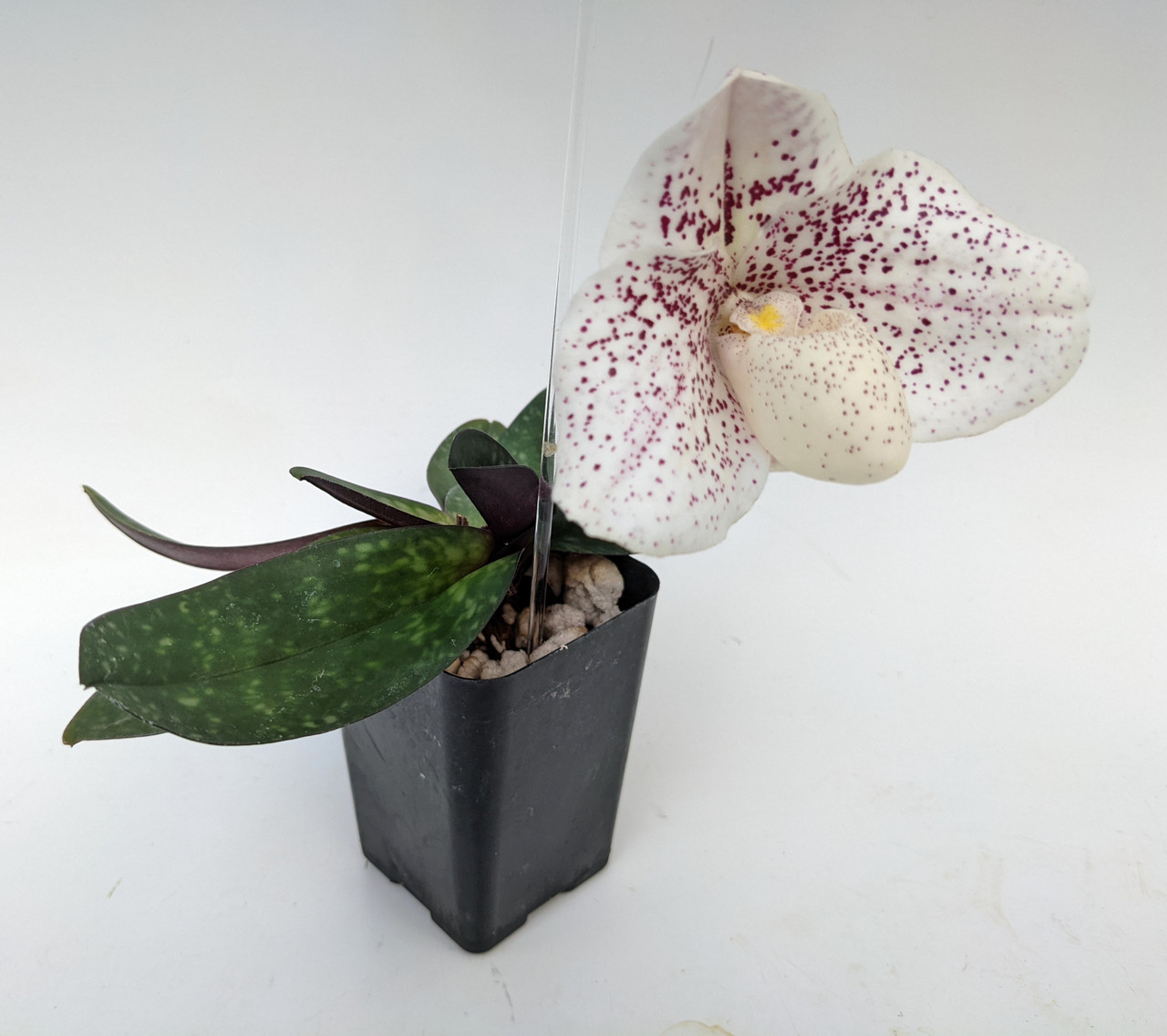 Paph. ((Double Shot x Double Trix) 'Extra Large' x S. Gratrix 'Super