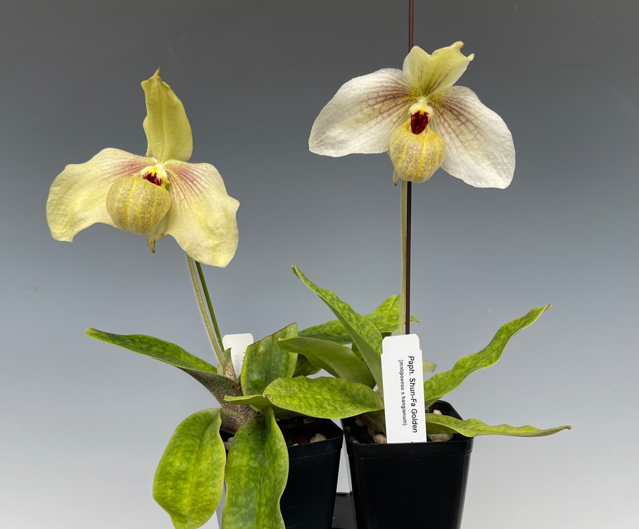 Paph. Shun Fa Golden (malipoense x hangianum)