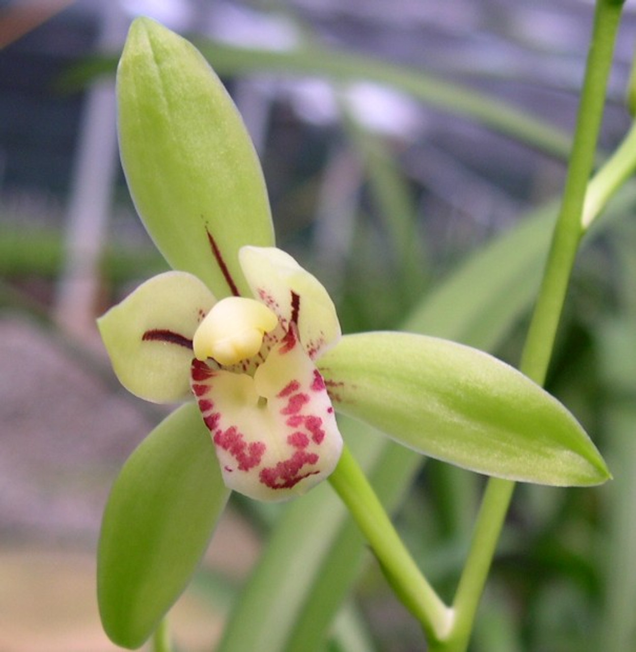 Cymbidium ensifolium variegatum blühstark japón orquídea orquídeas Moda  moderna Especiales de tiempo limitado Certificado verde 