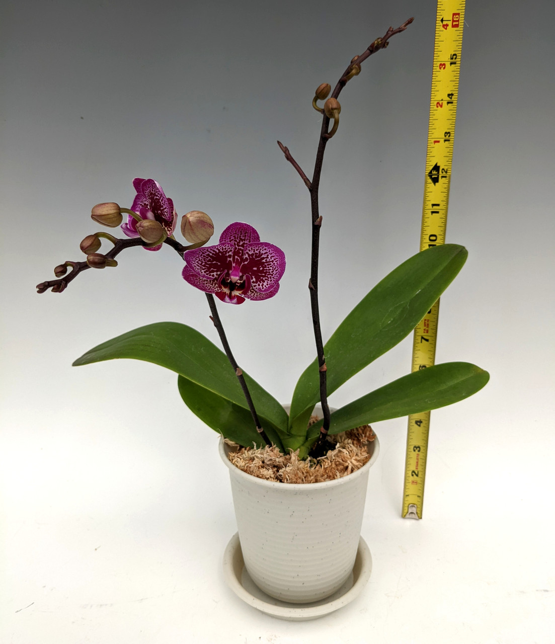 Phal. Ever Spring Prince – Welcome to Orchid Cultivators