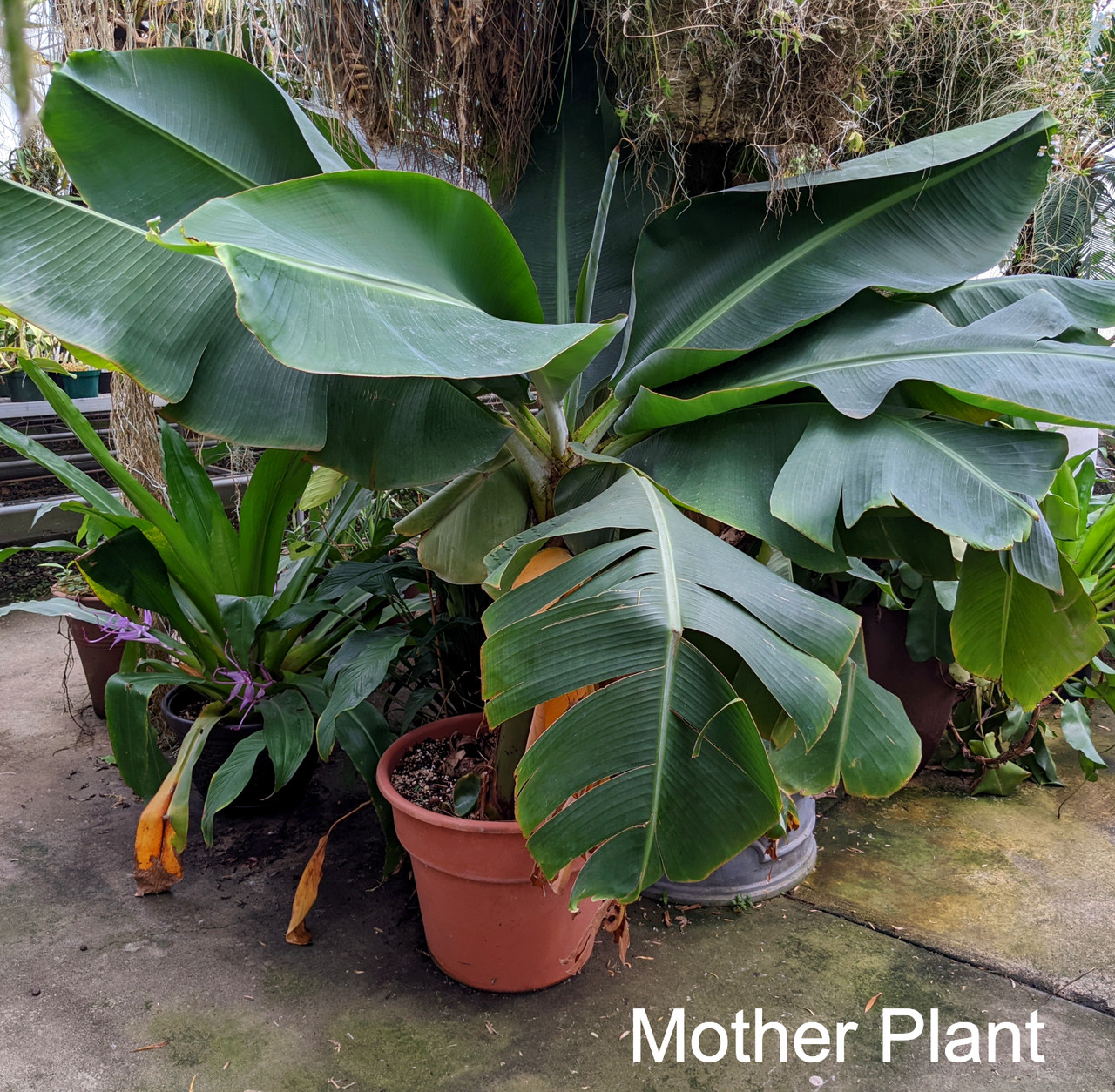 Cavendish Banana Plant Orchid